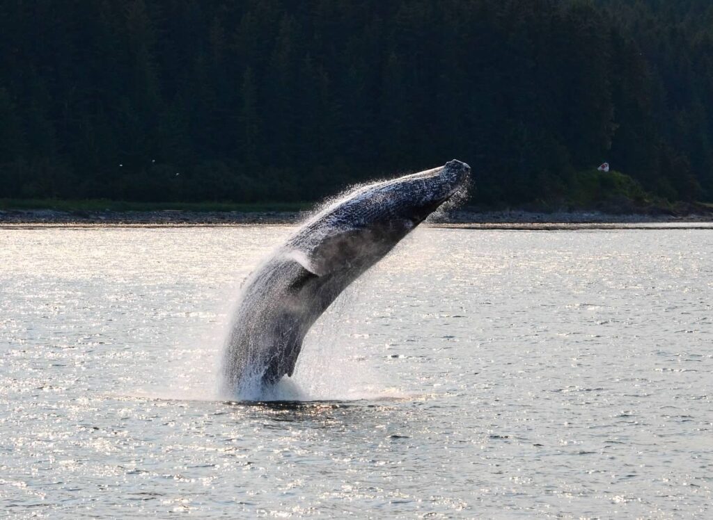 Humpback Wahle Breach Port